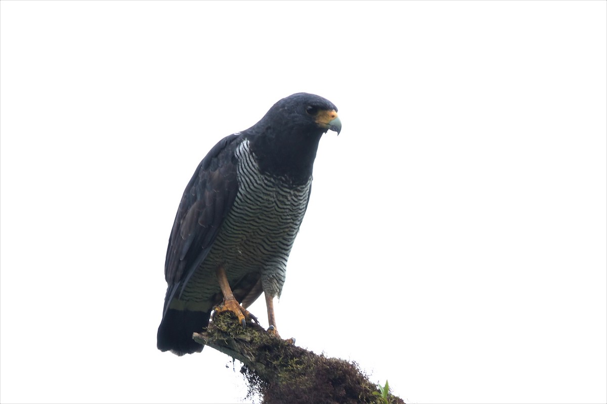 Barred Hawk - ML580800271