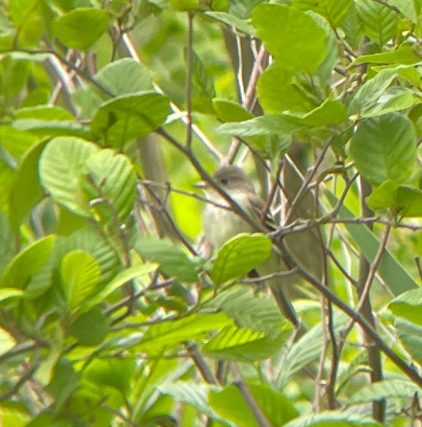 Willow Flycatcher - ML580800291