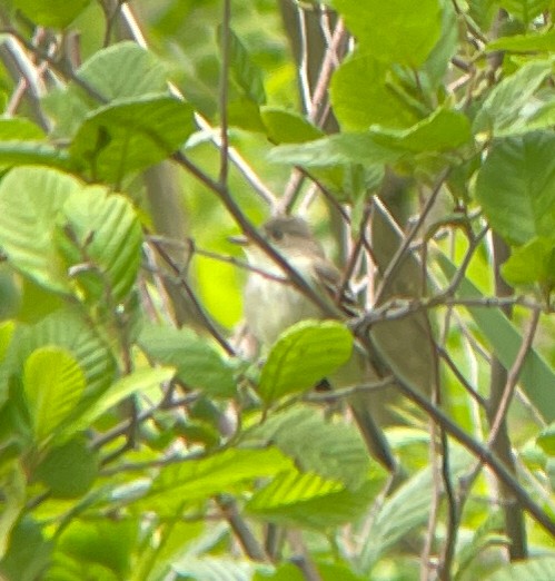 Willow Flycatcher - ML580800301