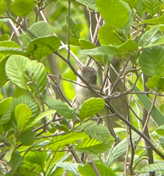 Willow Flycatcher - ML580800311