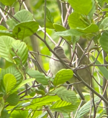 Willow Flycatcher - ML580800321