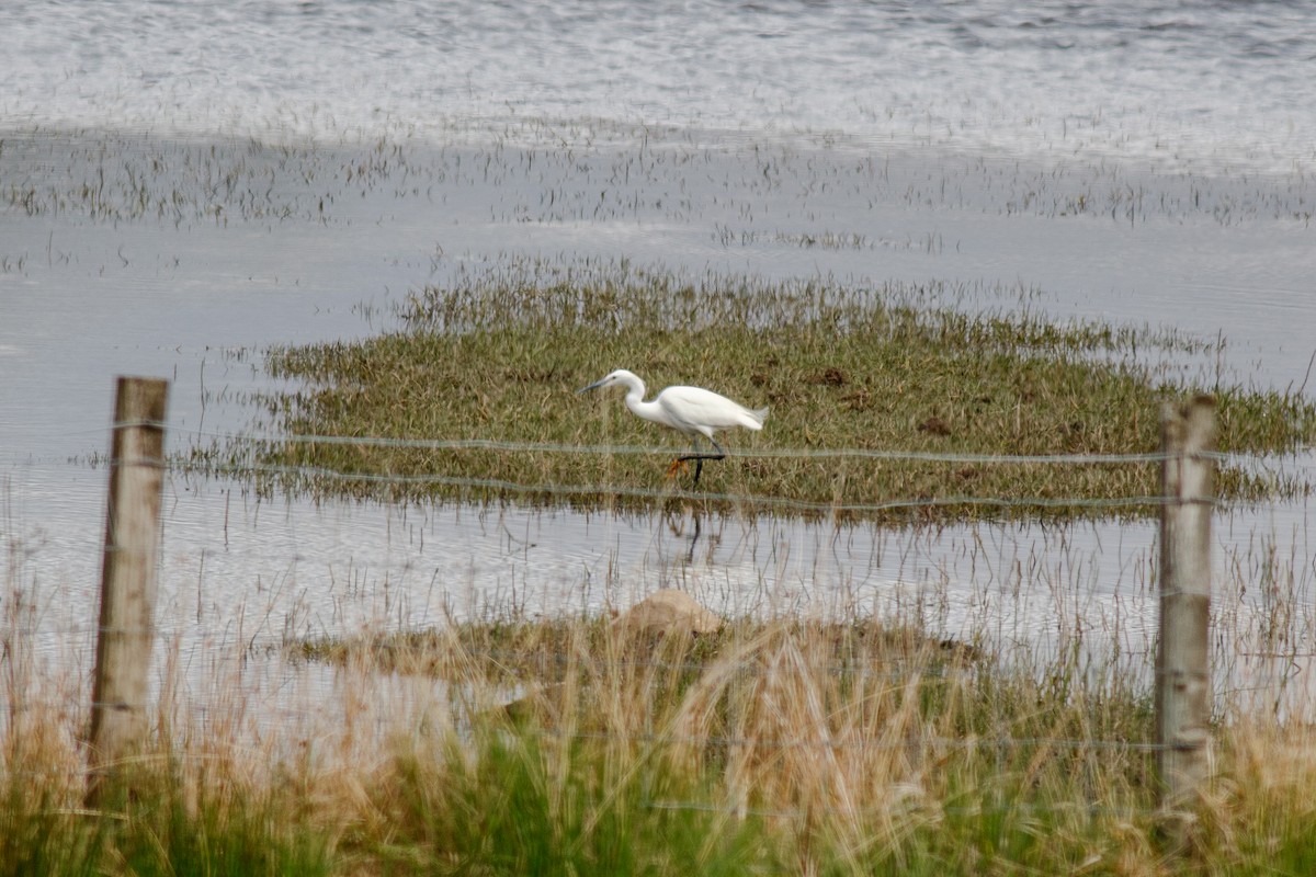 Little Egret - ML580800461