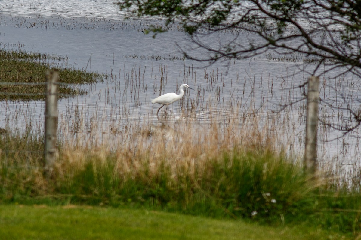 Little Egret - ML580800481