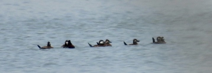 Ruddy Duck - ML580800961