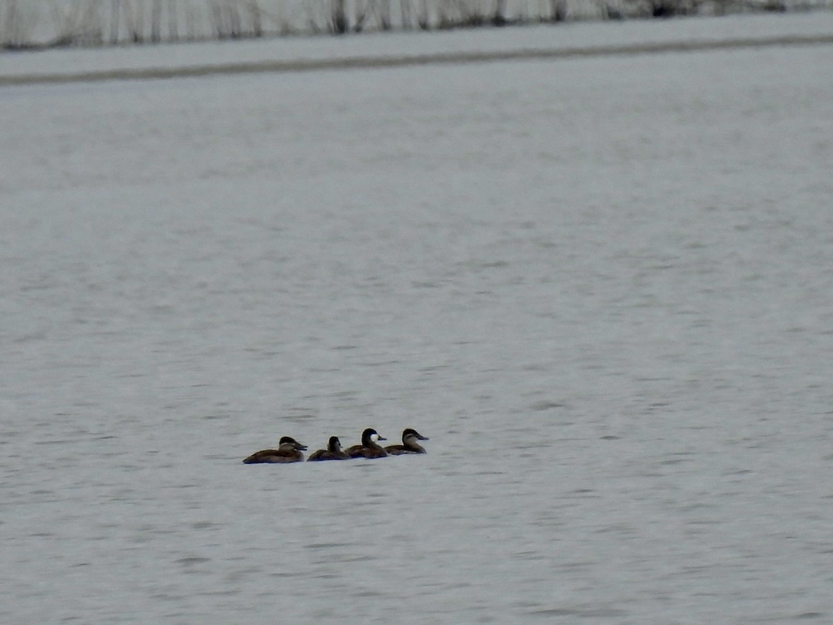 Ruddy Duck - ML580800971