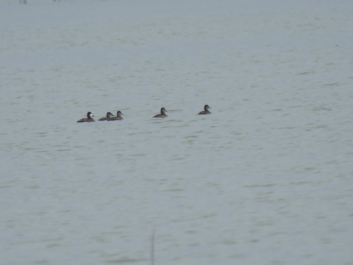 Ruddy Duck - ML580800981