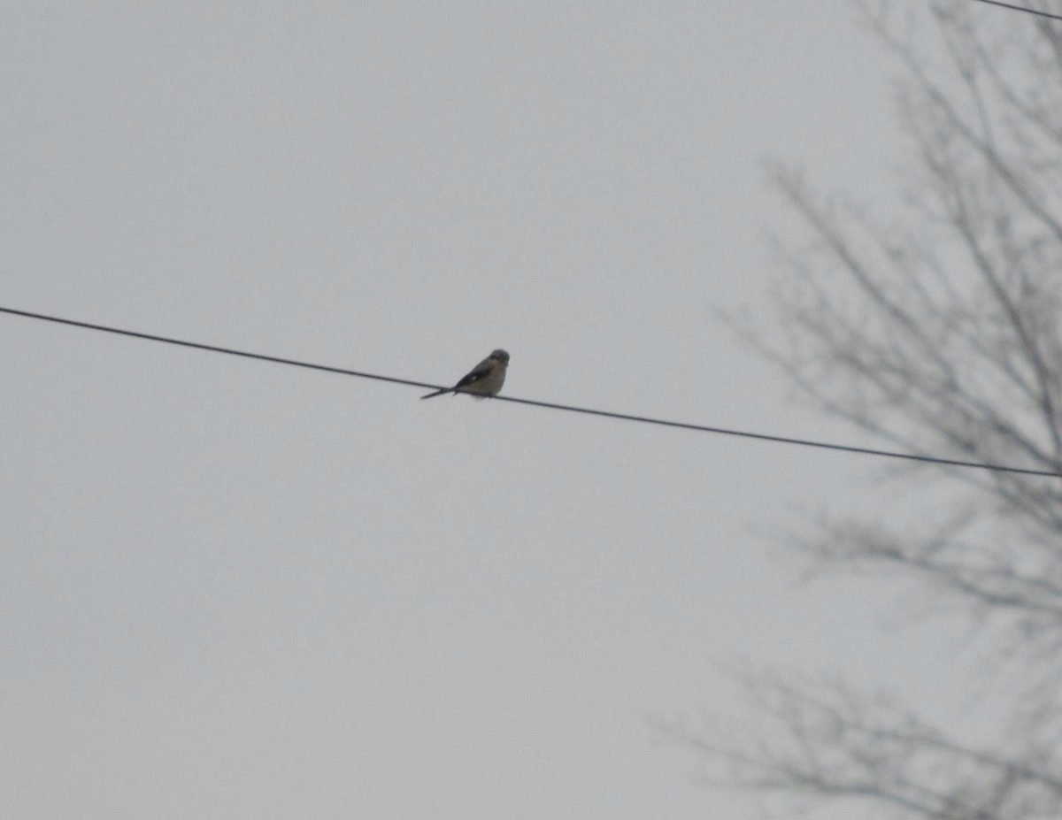 Northern Shrike - ML58080131