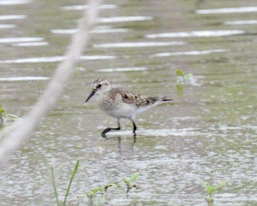 Baird's Sandpiper - ML580801451