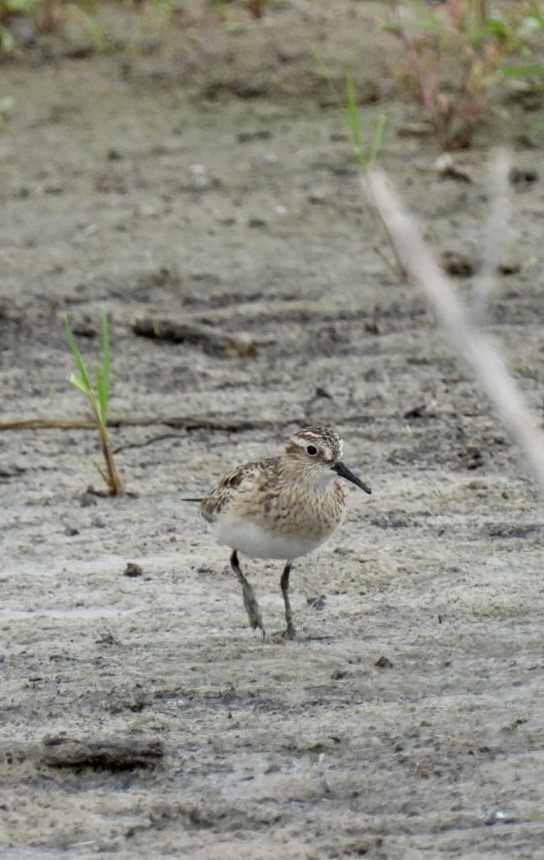 Baird's Sandpiper - ML580801461