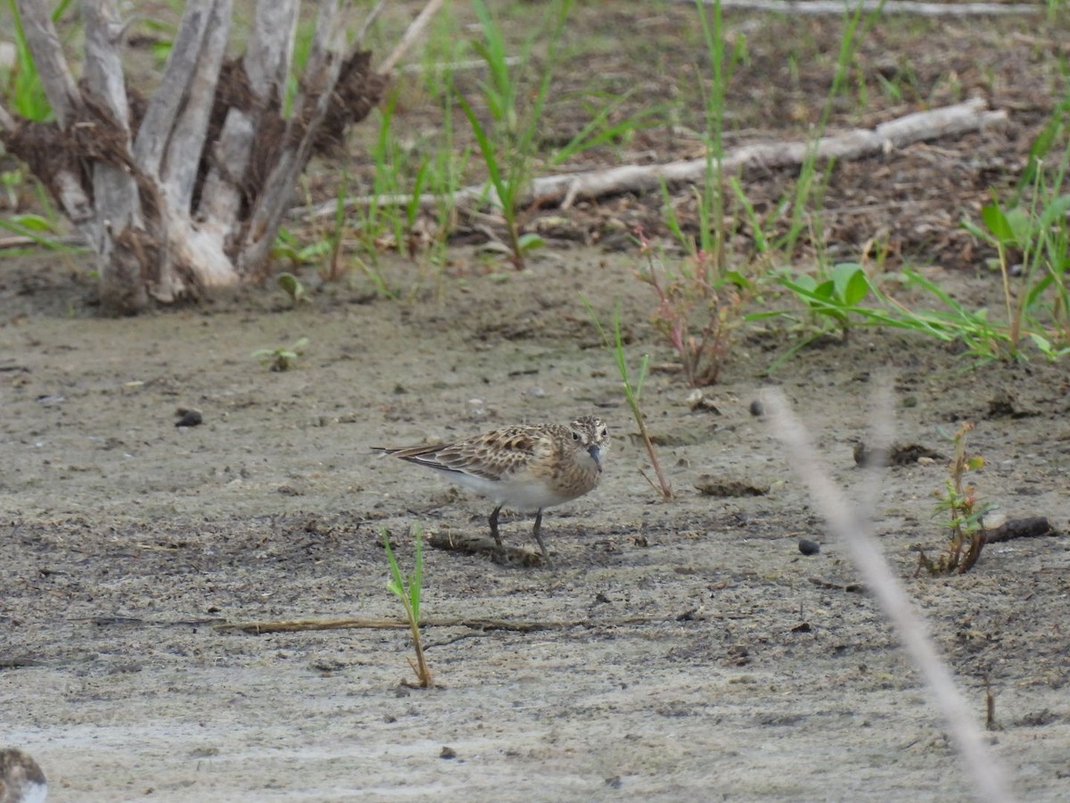 Baird's Sandpiper - ML580801471