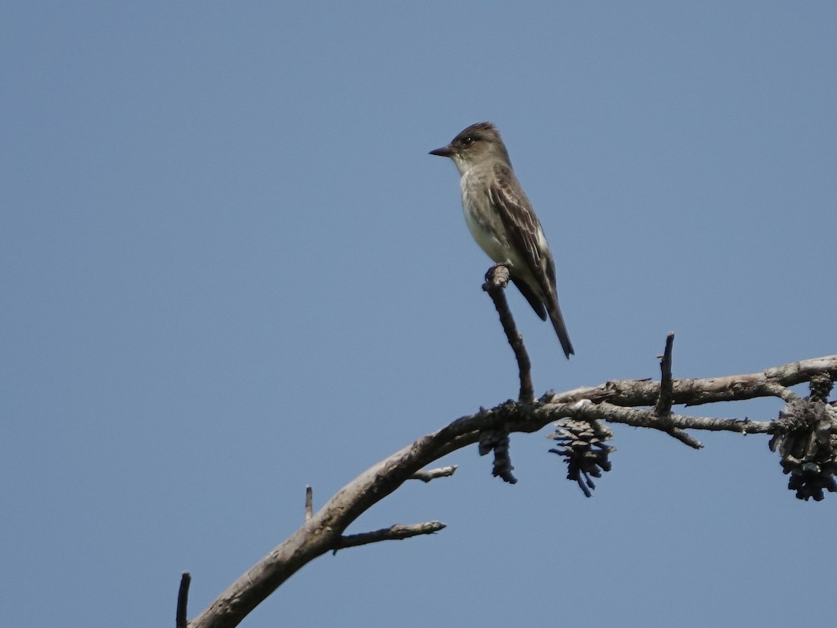 Olive-sided Flycatcher - ML580801881