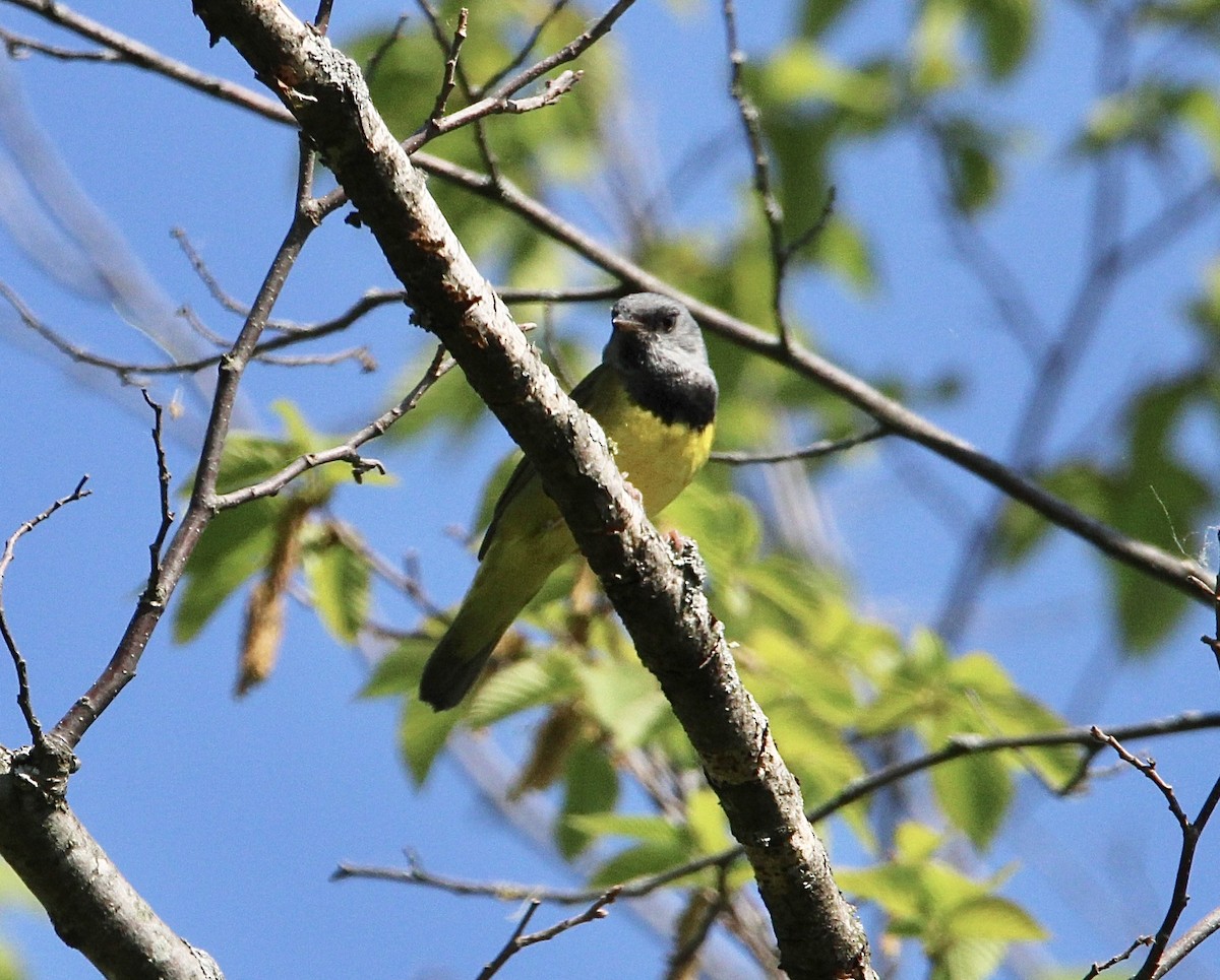 Mourning Warbler - ML580802511