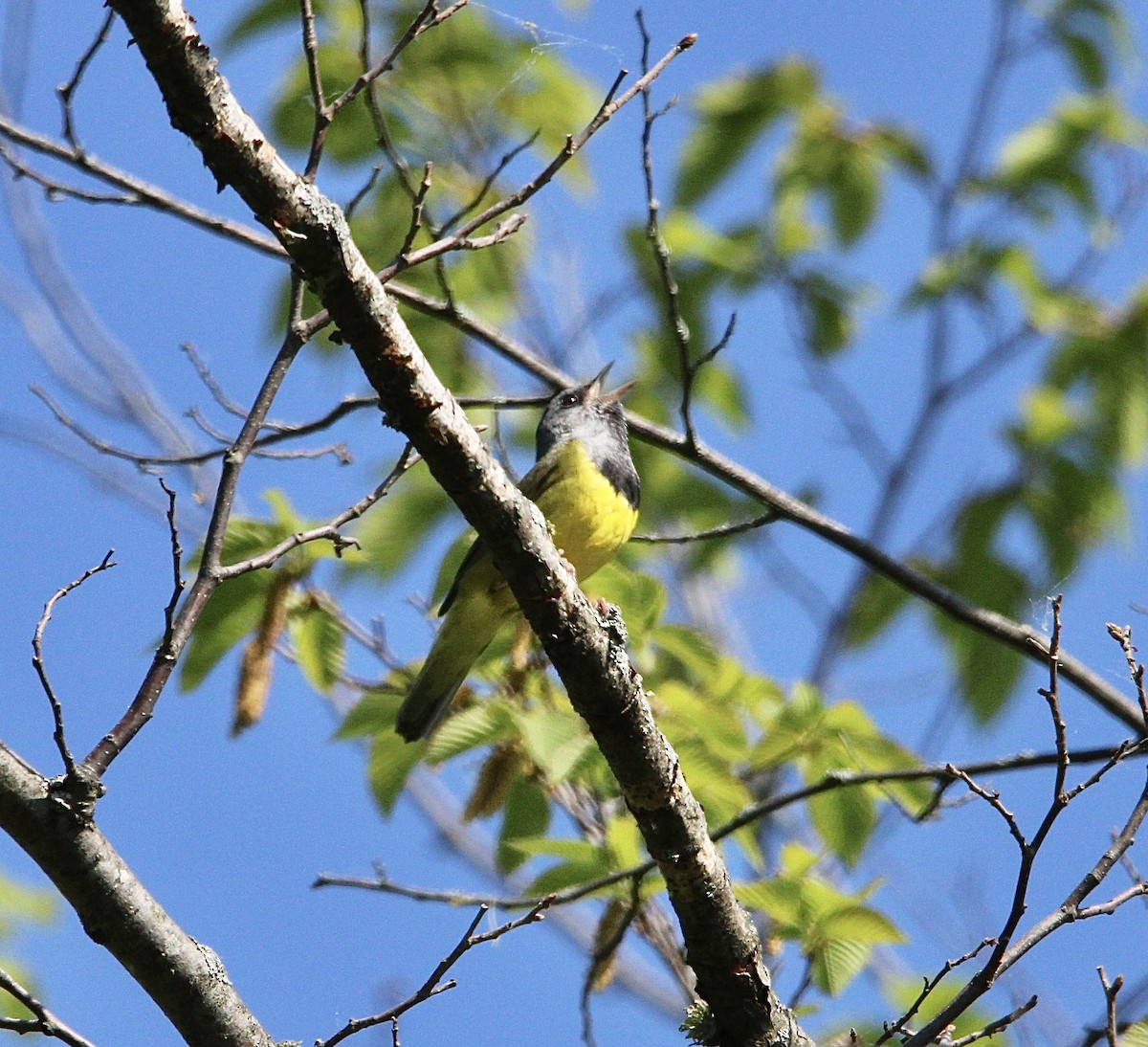 Mourning Warbler - ML580802521