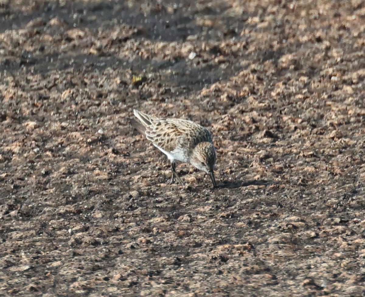 Semipalmated Sandpiper - ML580803081