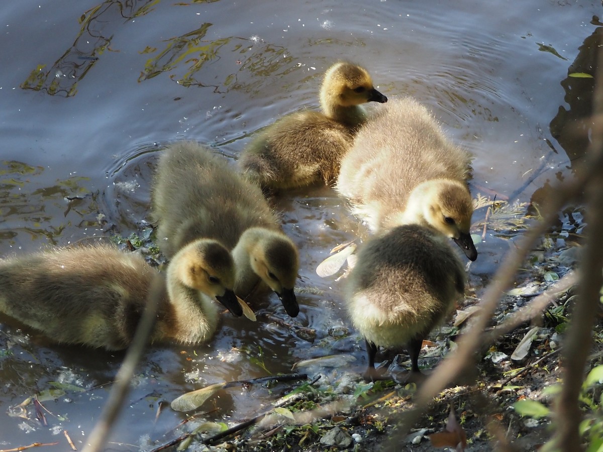 Canada Goose - ML580803481