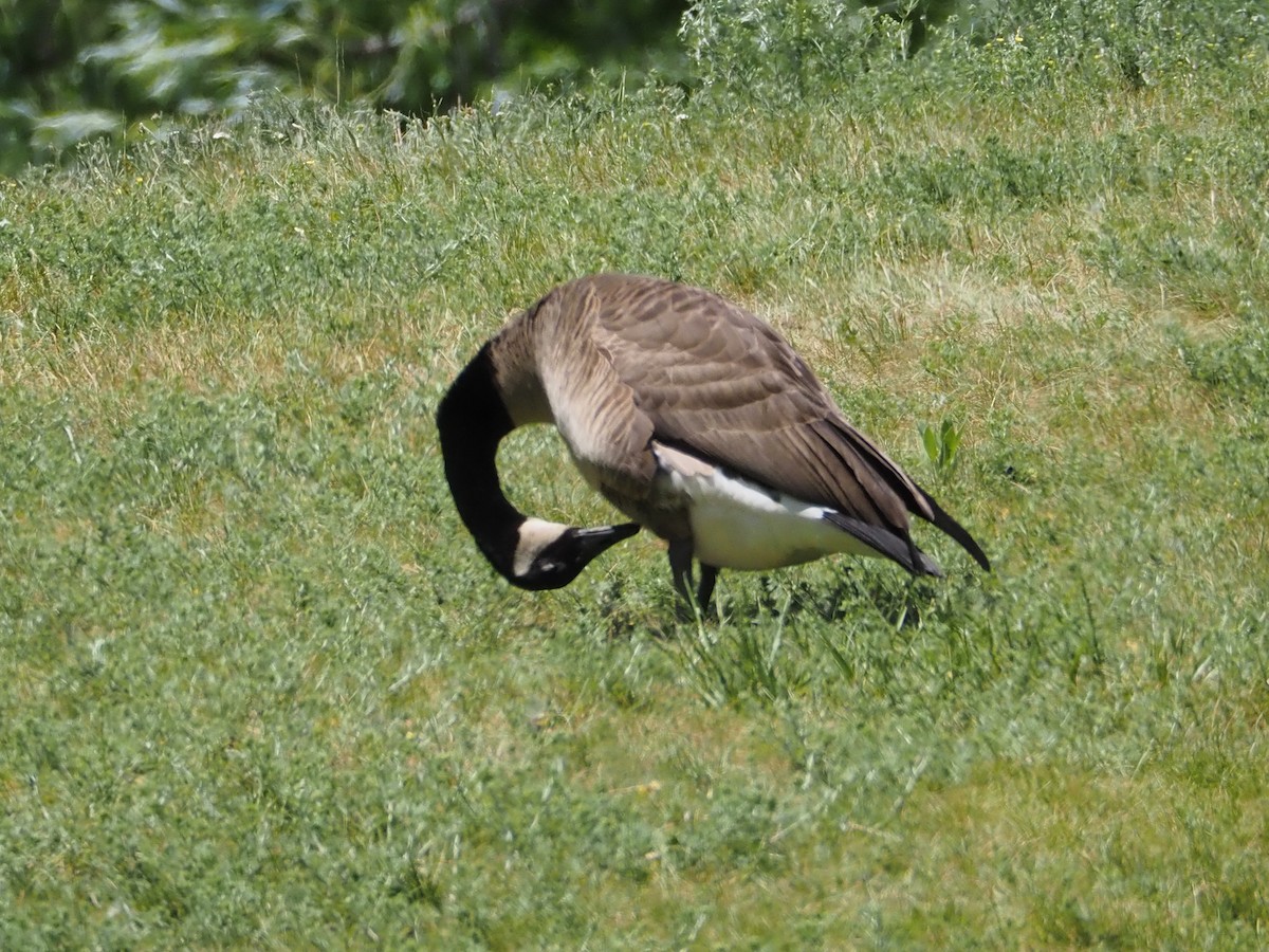 Canada Goose - J Sicard