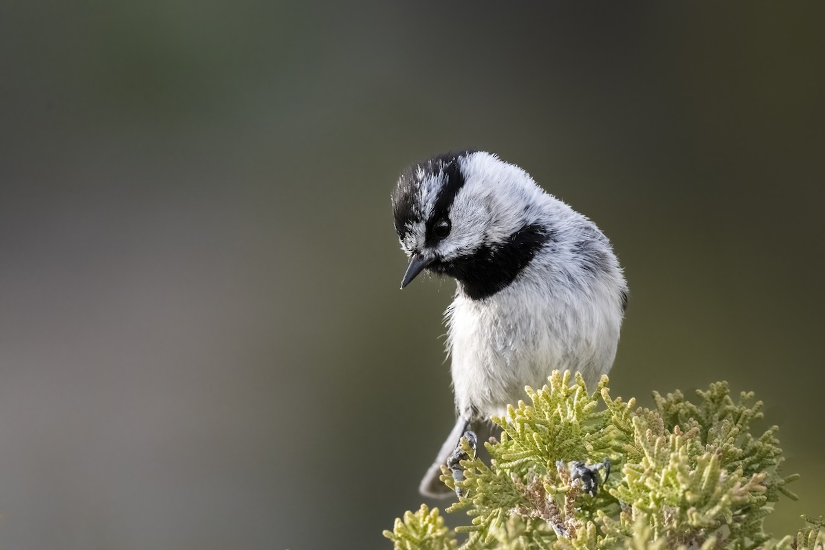 Mountain Chickadee - Jack Lefor