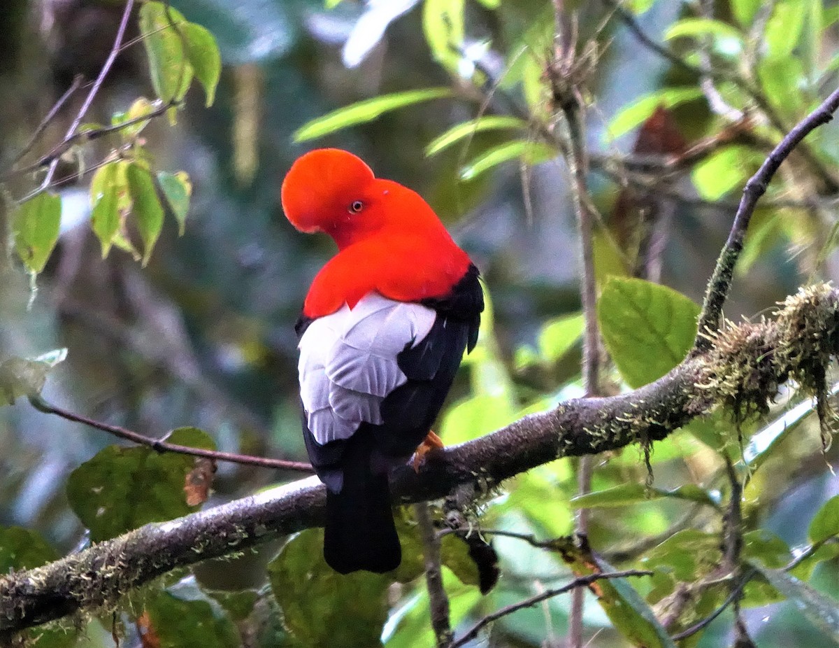 Andean Cock-of-the-rock - Noelia Contrera Bernal