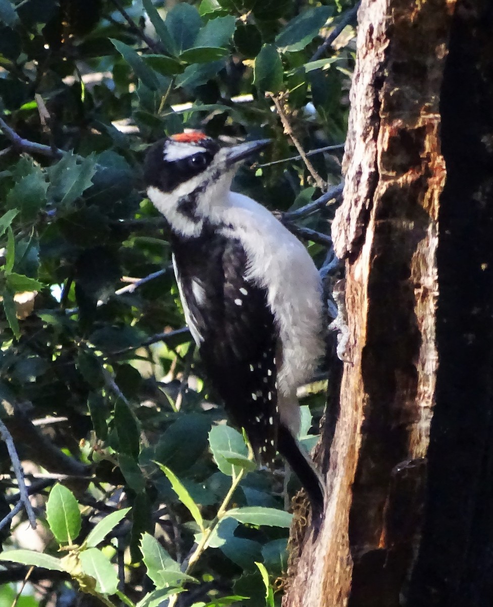 Hairy Woodpecker - ML580805751