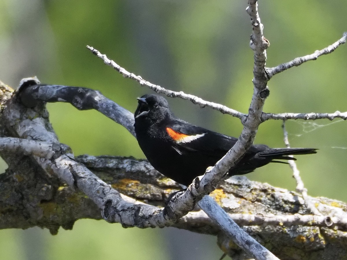 Red-winged Blackbird - ML580806731