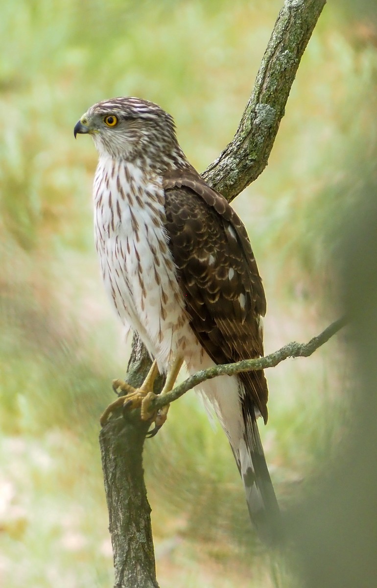 Cooper's Hawk - ML580807321