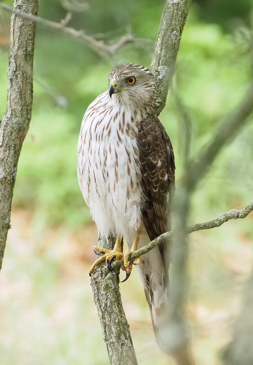 Cooper's Hawk - ML580807331