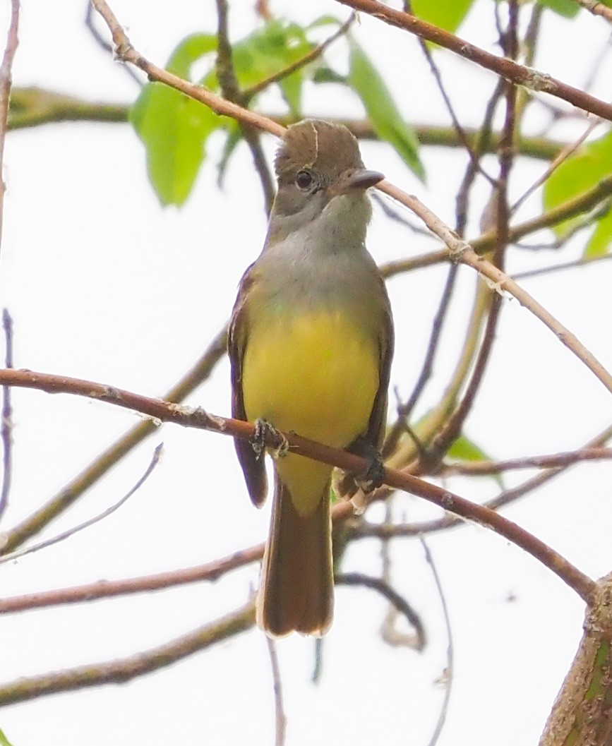 Great Crested Flycatcher - ML580807501