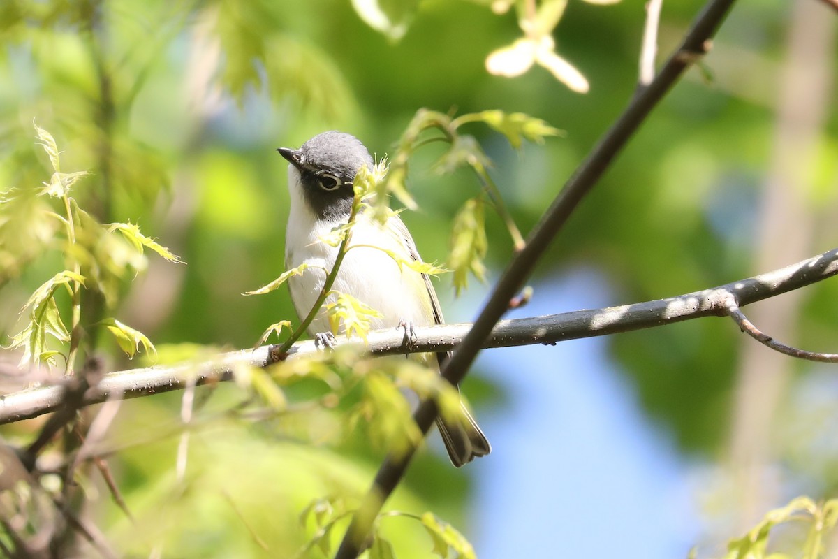 Blue-headed Vireo - ML580808781