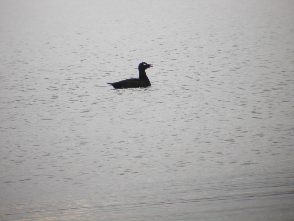 White-winged Scoter - ML58080881