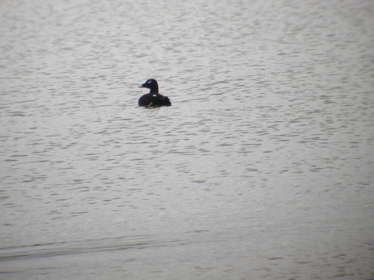 White-winged Scoter - ML58080921