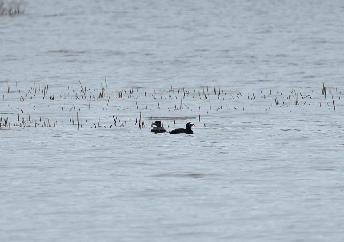 Surf Scoter - ML58080951