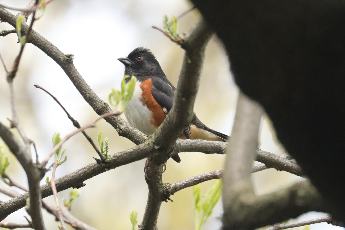 Eastern Towhee - ML580810881