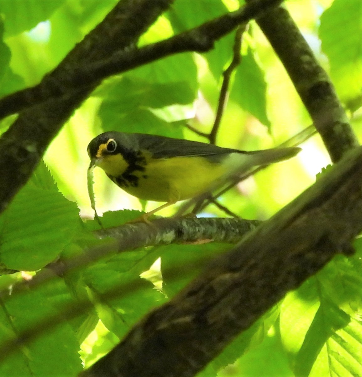 Canada Warbler - ML580812021