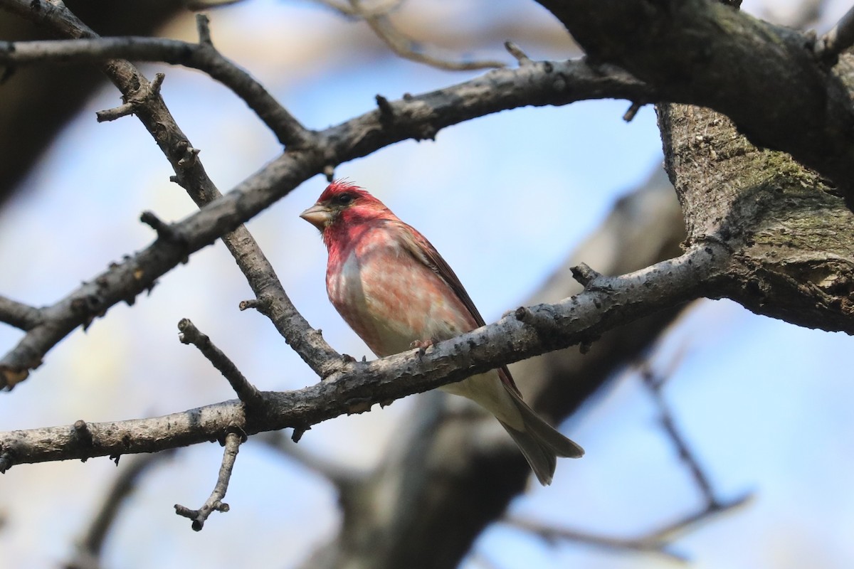 Purple Finch - ML580813091