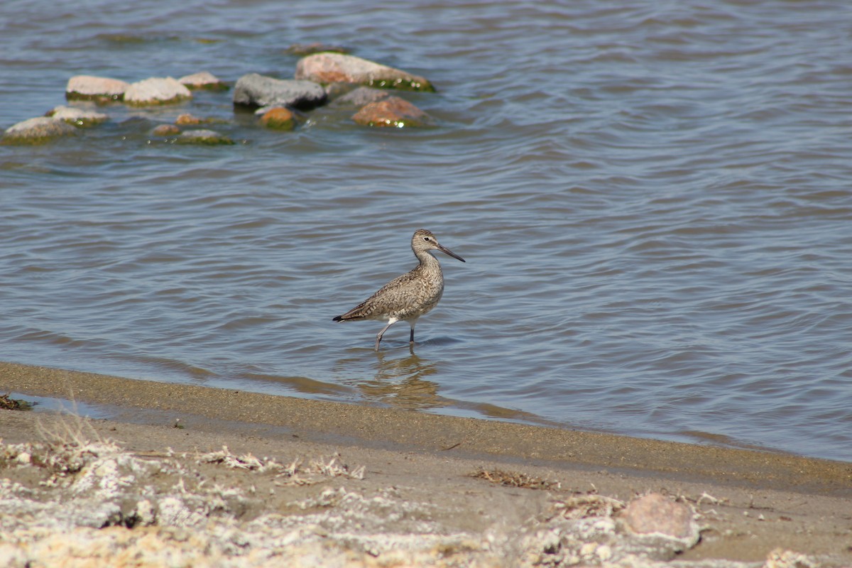 Chevalier semipalmé (inornata) - ML58081321