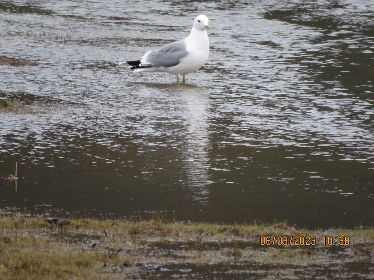 Common Gull - ML580813561