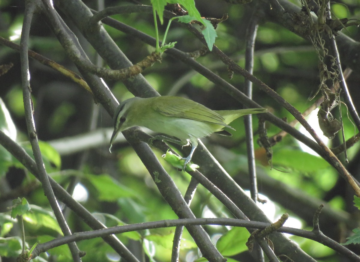 Chivi Vireo (resident) - Cesar Vega