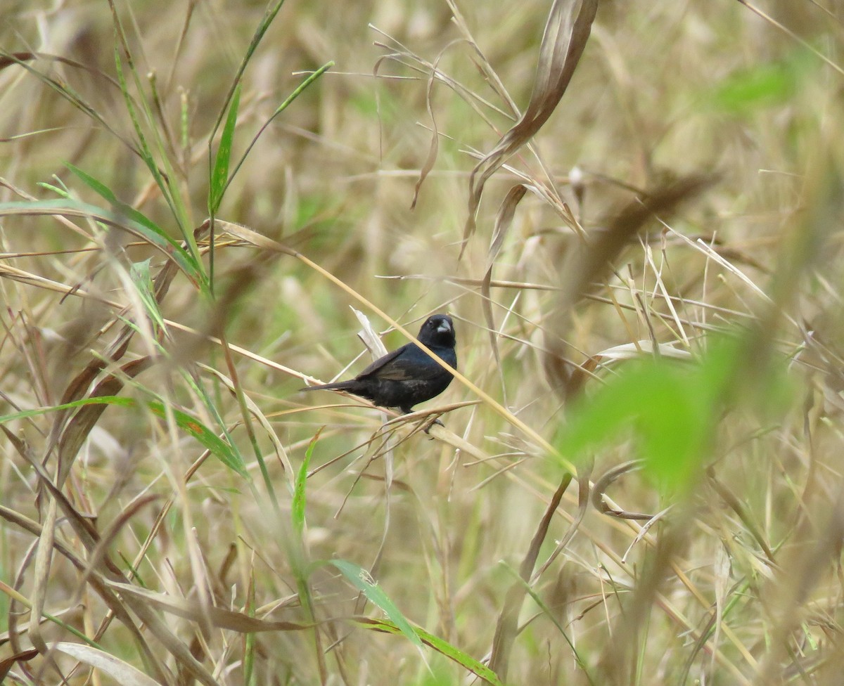 Blue-black Grassquit - Cesar Vega