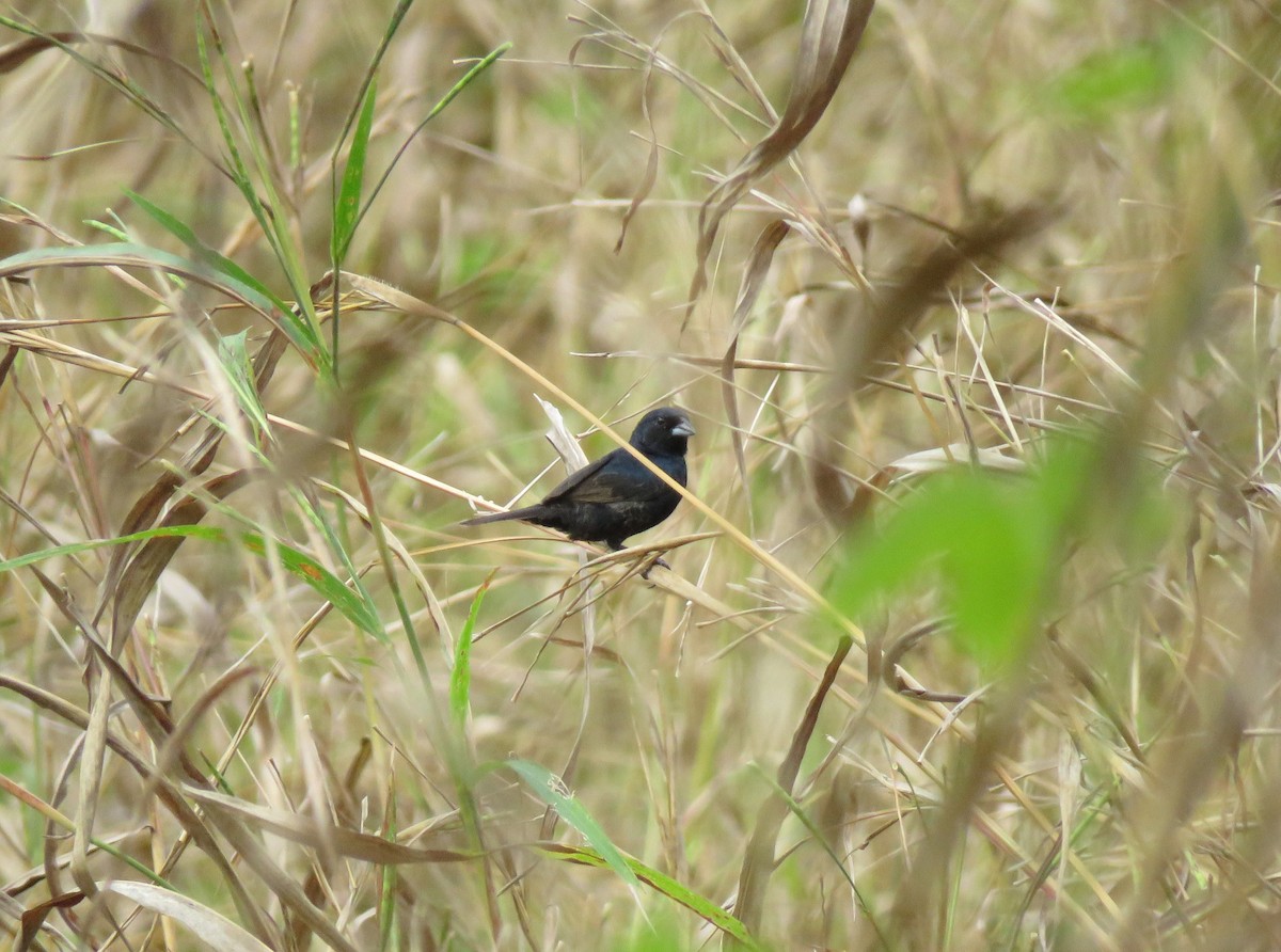 Blue-black Grassquit - Cesar Vega