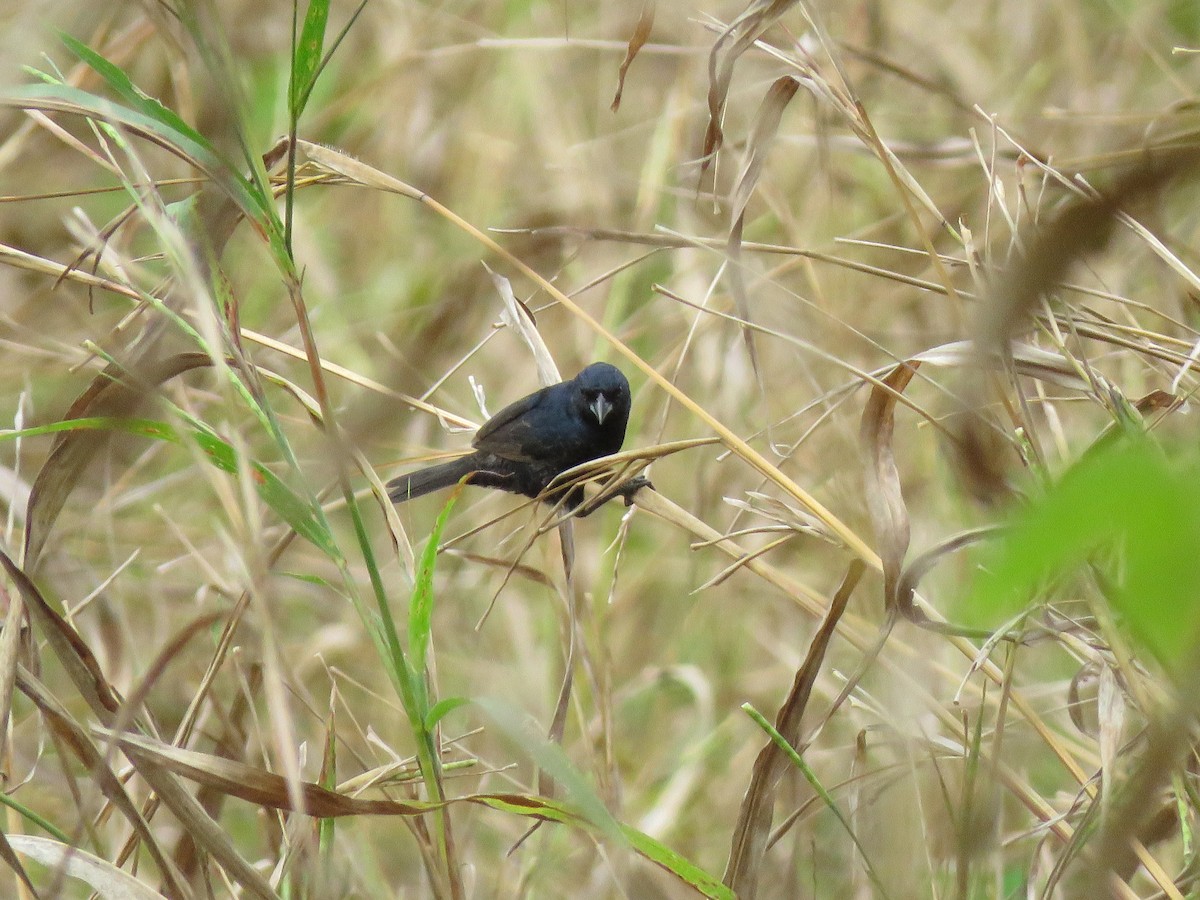 Blue-black Grassquit - Cesar Vega