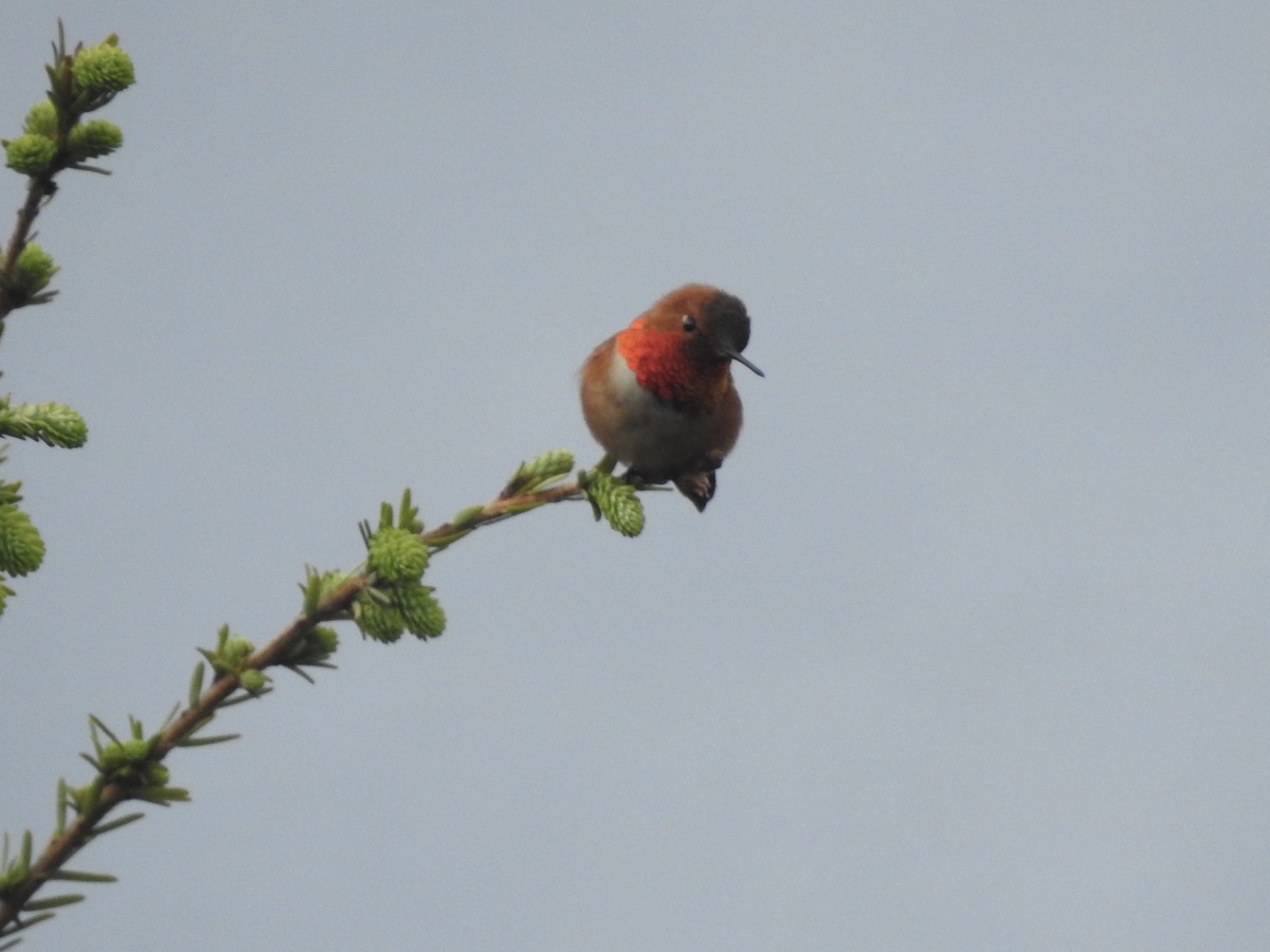 Rufous Hummingbird - Victoria Vosburg
