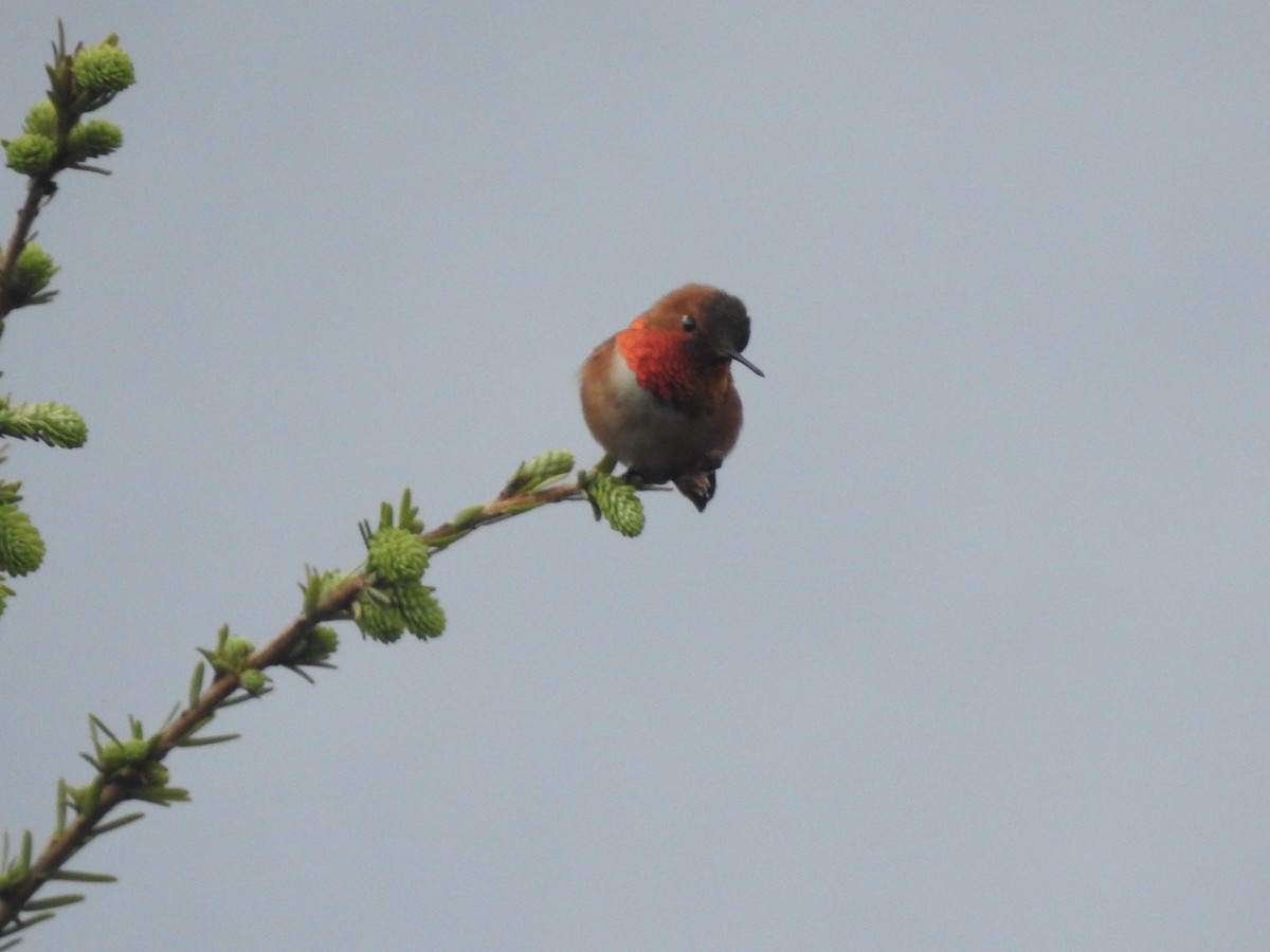 Colibrí Rufo - ML580814471