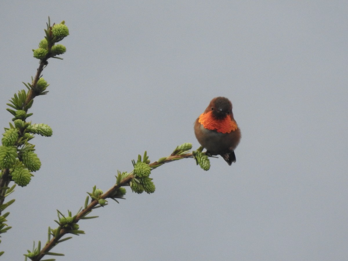 Rufous Hummingbird - Victoria Vosburg