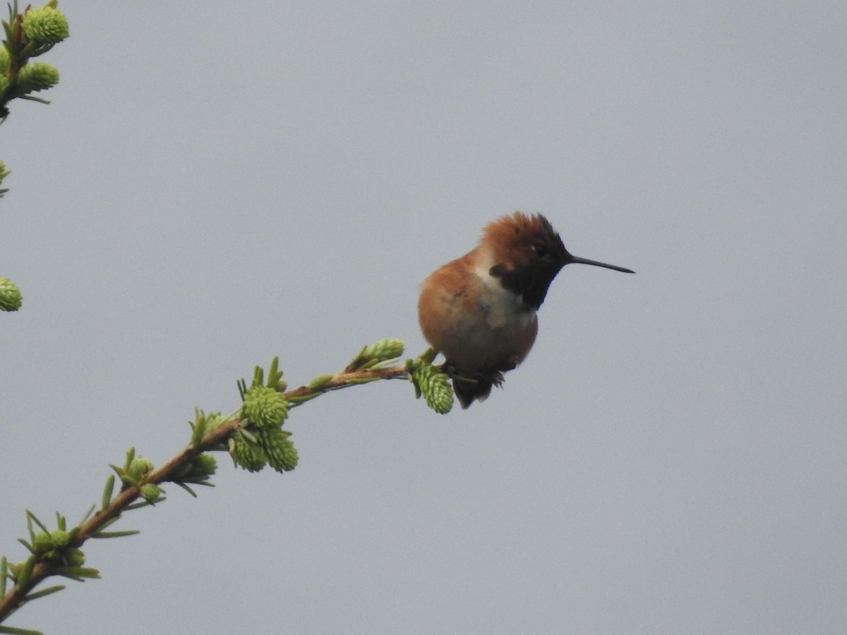Rufous Hummingbird - Victoria Vosburg