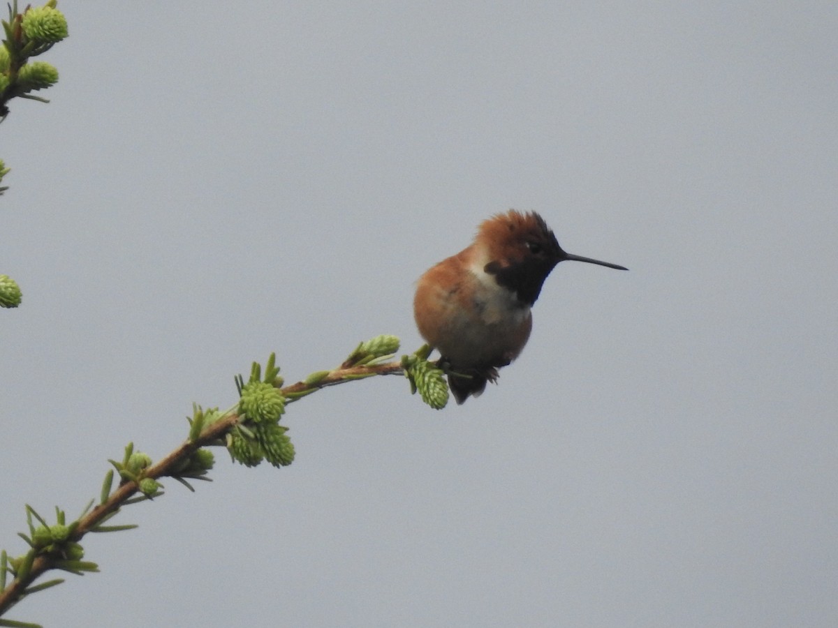 Rufous Hummingbird - ML580814581