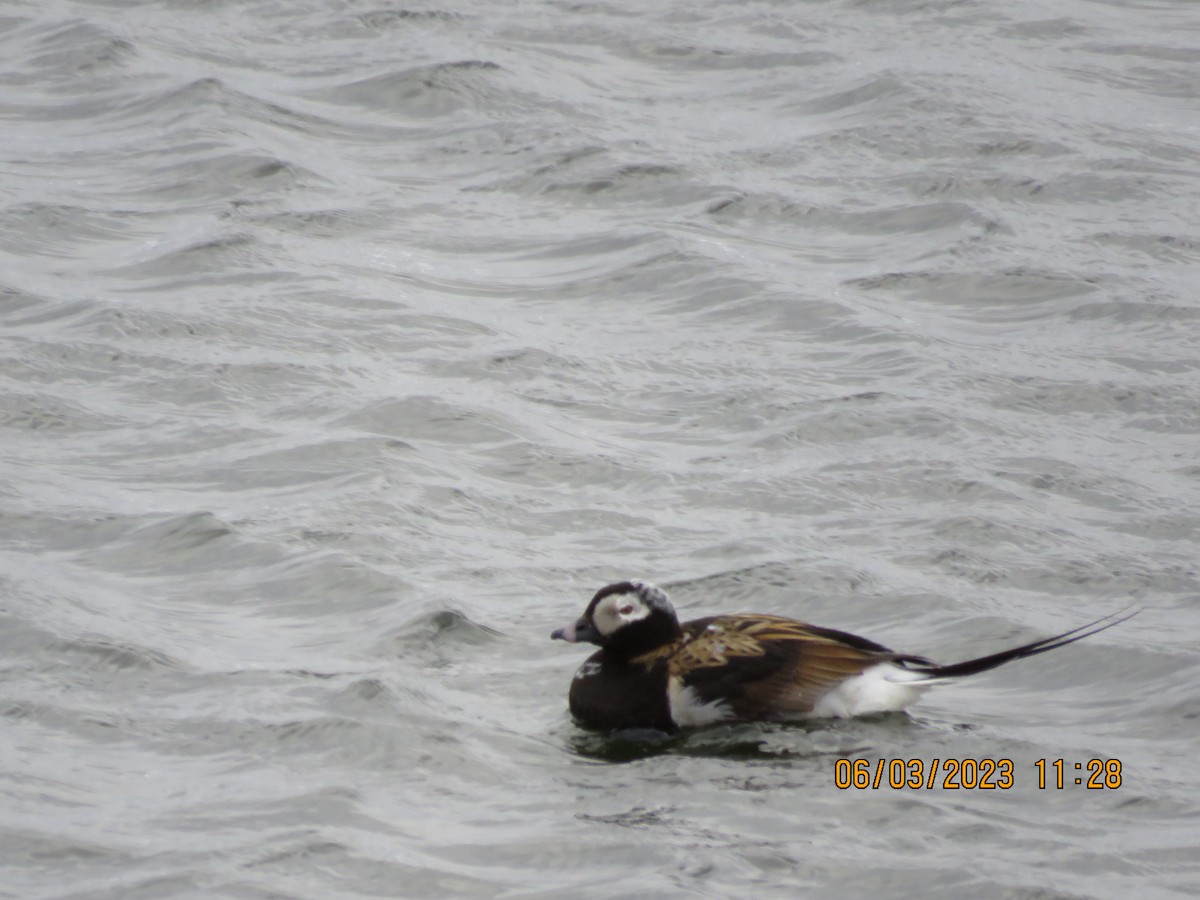 Long-tailed Duck - ML580815221