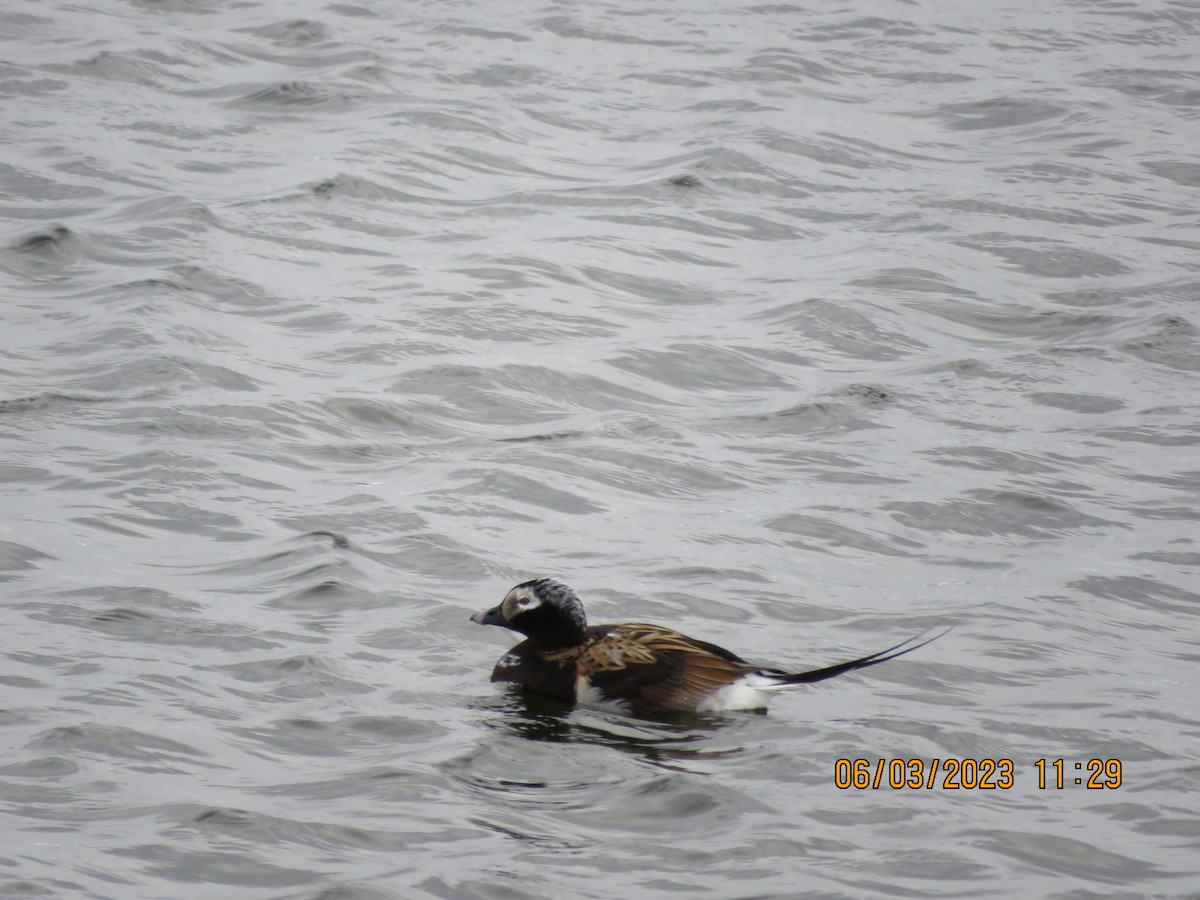 Long-tailed Duck - ML580815231