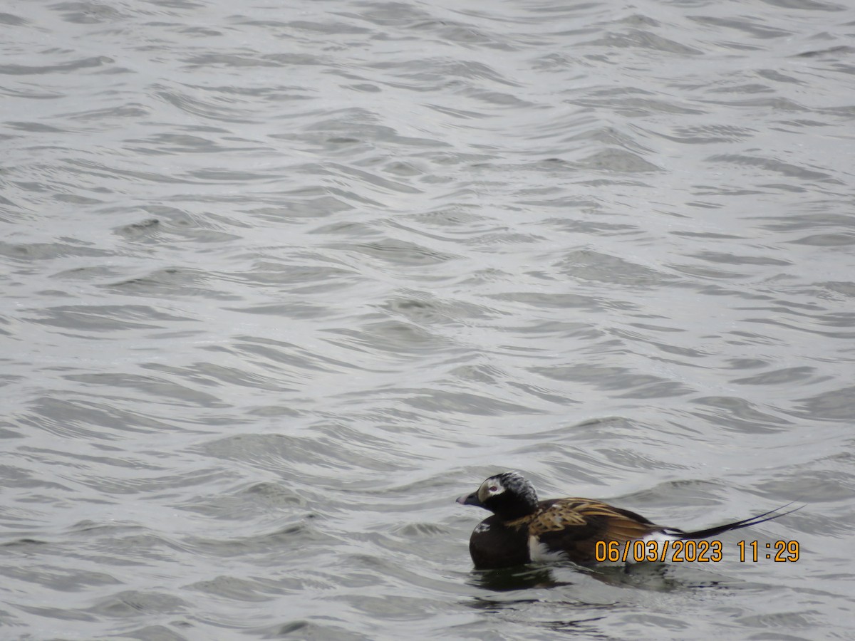 Long-tailed Duck - ML580815241