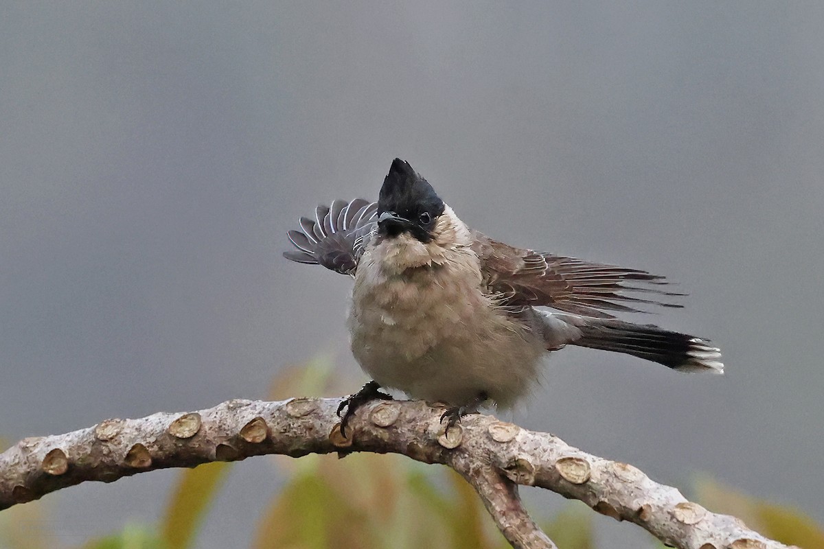 Sooty-headed Bulbul - ML580816071