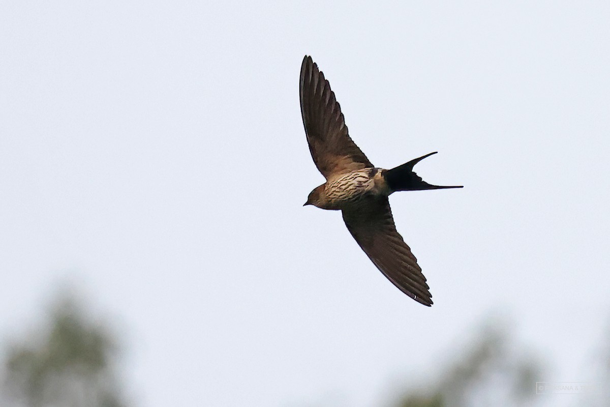 Striated Swallow - ML580816361